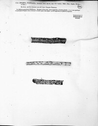 Diaporthe niessliana image